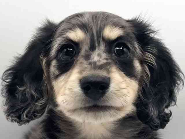 京都府のミニチュアダックスフンド(ロング) (ひごペットフレンドリーイオンモール高の原店/2025年12月19日生まれ/男の子/シルバーダップル)の子犬の1枚目の画像