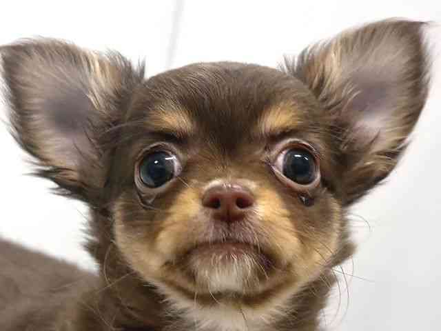 奈良県のチワワ(ロング) (ひごペットフレンドリー奈良パワーシティ店/2025年12月20日生まれ/女の子/チョコレートタンホワイト)の子犬の1枚目の画像