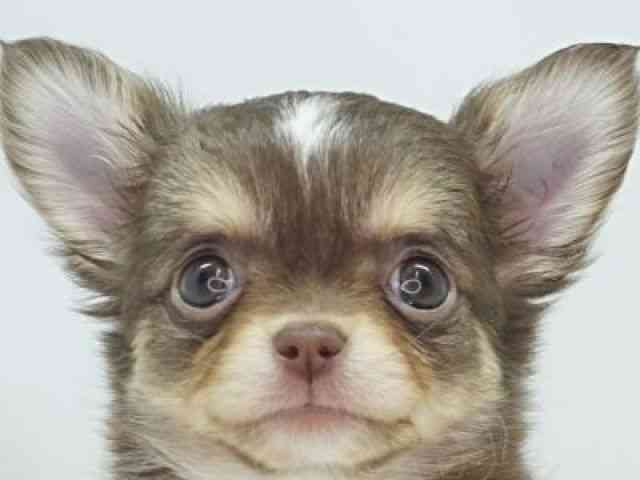 福岡県のチワワ(ロング) (ひごペットフレンドリーゆめタウン筑紫野店/2025年12月20日生まれ/女の子/チョコレートタンホワイト)の子犬の1枚目の画像