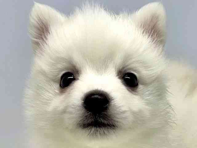 大阪府の日本スピッツ (ひごペットフレンドリーセブンパーク天美店/2025年12月22日生まれ/女の子/ホワイト)の子犬