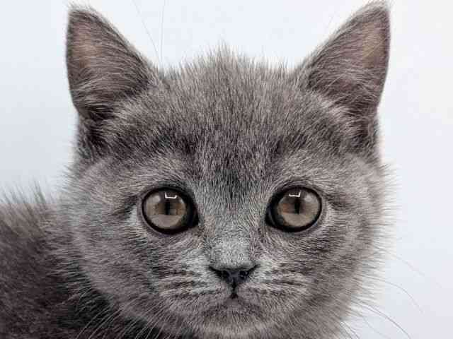 香川県のブリティッシュショートヘアー (ひごペットフレンドリーゆめタウン高松店/2025年12月23日生まれ/女の子/ブルー)の子猫