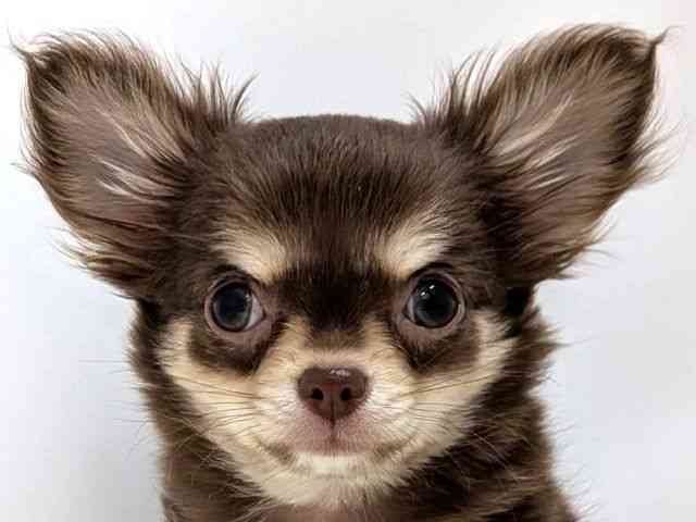 広島県のチワワ(ロング) (ひごペットフレンドリーゆめタウン廿日市店/2025年12月22日生まれ/男の子/チョコレートタンホワイト)の子犬の1枚目の画像