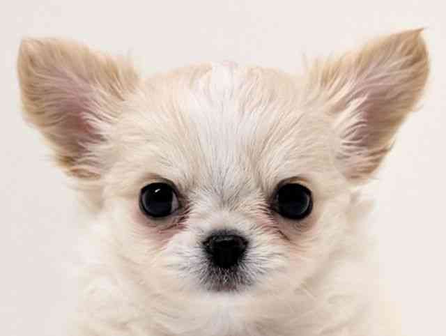 福岡県のチワワ(ロング) (ひごペットフレンドリーリバーウォーク北九州店/2025年12月23日生まれ/男の子/クリーム)の子犬の1枚目の画像