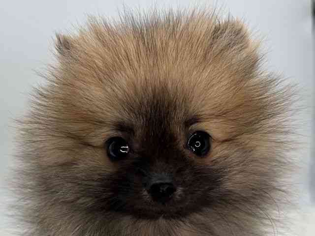 島根県のポメラニアン (ひごペットフレンドリーイオンモール出雲店/2025年12月22日生まれ/女の子/オレンジセーブル)の子犬の1枚目の画像