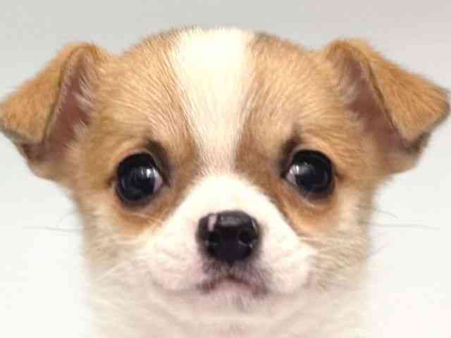 大阪府のチワワ(スムース) (ひごペットフレンドリー岸和田店/2025年12月21日生まれ/女の子/ホワイトフォーン)の子犬の1枚目の画像