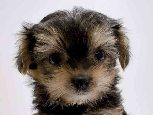 広島県のマルキー/マルヨーキー(マルチーズ×ヨークシャーテリア) (ひごペットフレンドリーフジグラン神辺店/2025年12月20日生まれ/女の子/スチールブルータン)の子犬