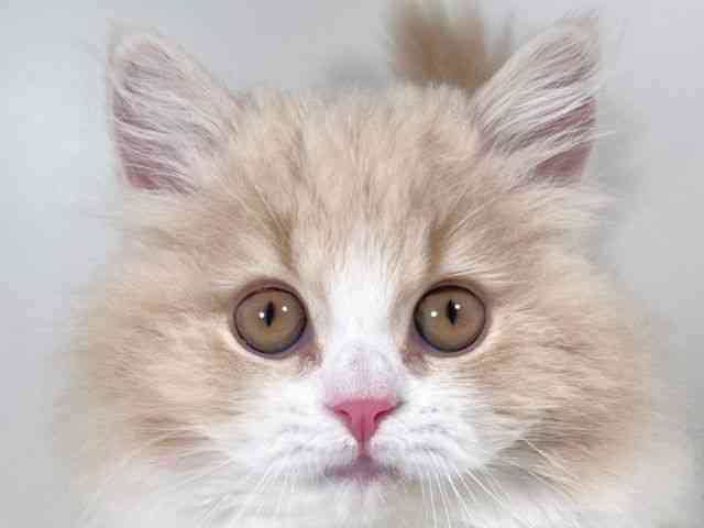 京都府のブリティッシュロングヘアー (ひごペットフレンドリーイズミヤショッピングセンター八幡店/2025年12月23日生まれ/男の子/クリームタビーホワイト)の子猫の1枚目の画像