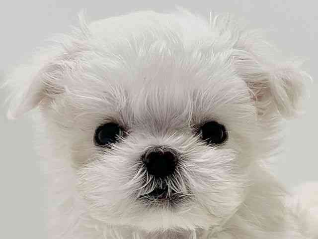 奈良県のマルチーズ (ひごペットフレンドリーイオンモール橿原ウエスト・ビレッジ店/2025年12月22日生まれ/男の子/ホワイト)の子犬の1枚目の画像