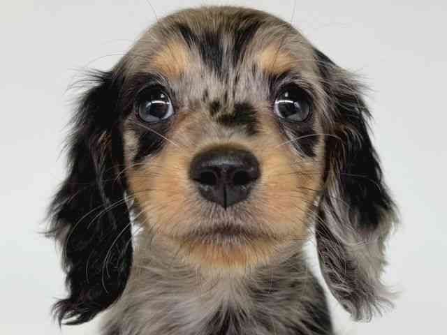 大阪府のミニチュアダックスフンド(ロング) (ひごペットフレンドリー瓜破店/2025年12月24日生まれ/男の子/シルバーダップル)の子犬の1枚目の画像