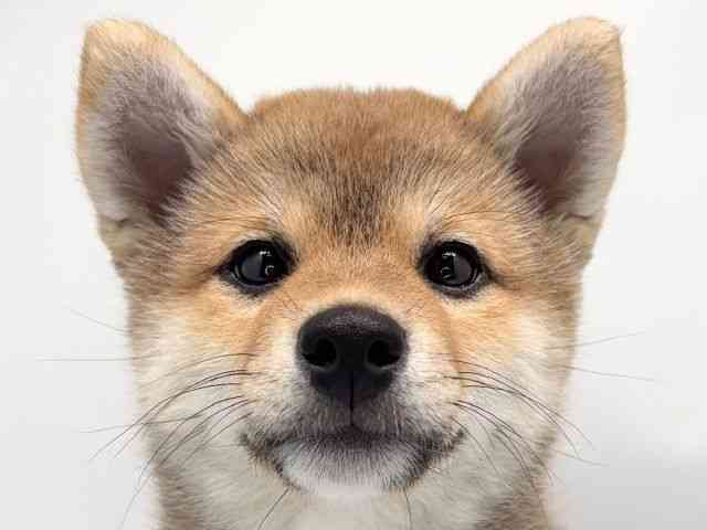 京都府の柴犬(標準サイズ) (ひごペットフレンドリー洛北阪急スクエア店/2025年12月23日生まれ/女の子/赤)の子犬の1枚目の画像