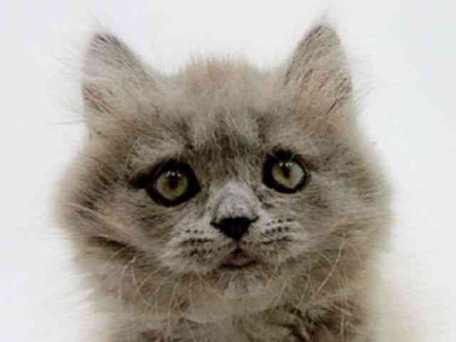 広島県のブリティッシュロングヘアー (ひごペットフレンドリーフジグラン神辺店/2025年12月14日生まれ/男の子/ブルー)の子猫の1枚目の画像