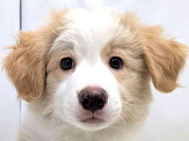 広島県のボーダーコリー (ひごペットフレンドリーゆめタウン廿日市店/2025年12月24日生まれ/男の子/クリームホワイト)の子犬の1枚目の画像