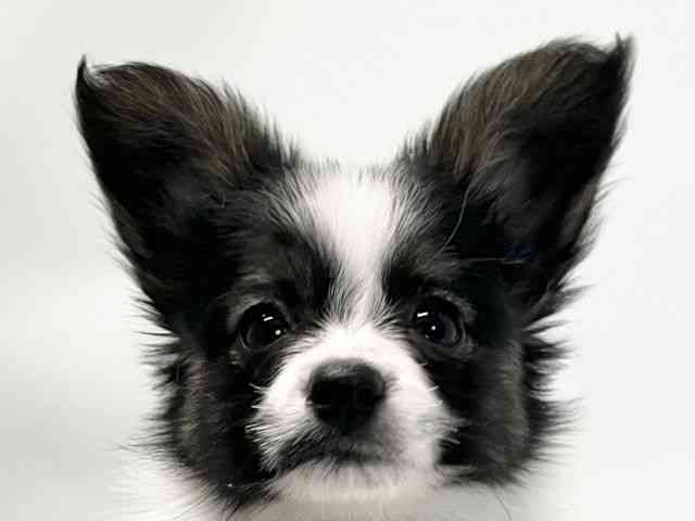 愛媛県のパピヨン (ひごペットフレンドリーイオンモール今治新都市店/2025年12月20日生まれ/男の子/トライカラー)の子犬の1枚目の画像