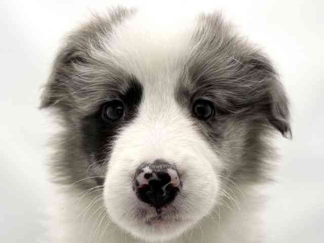 兵庫県のボーダーコリー (ひごペットフレンドリークラウンパーク伊丹店/2025年12月24日生まれ/女の子/ブルーマール)の子犬の1枚目の画像