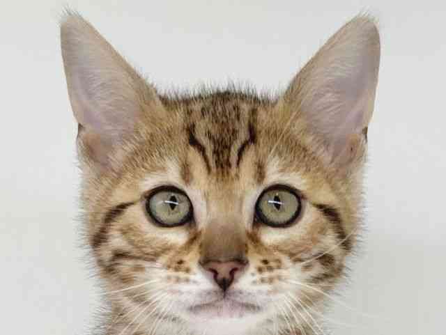 大阪府のベンガル (ひごペットフレンドリー瓜破店/2025年12月14日生まれ/女の子/ブラウンスポットタビー)の子猫