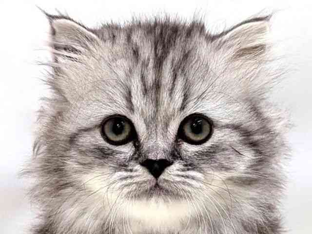 広島県のマンチカン (ひごペットフレンドリーゆめタウン廿日市店/2025年12月25日生まれ/女の子/シルバーパッチドタビー)の子猫の1枚目の画像