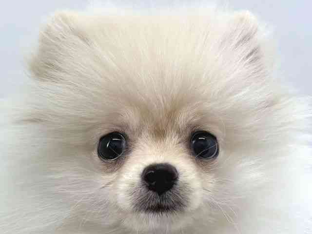 京都府のポメラニアン (ひごペットフレンドリー京都店/2025年9月20日生まれ/女の子/クリーム)の子犬の1枚目の画像