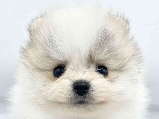 大阪府のポメラニアン (ひごペットフレンドリーららぽーとEXPOCITY店/2025年12月24日生まれ/男の子/パーティーカラー)の子犬の1枚目の画像
