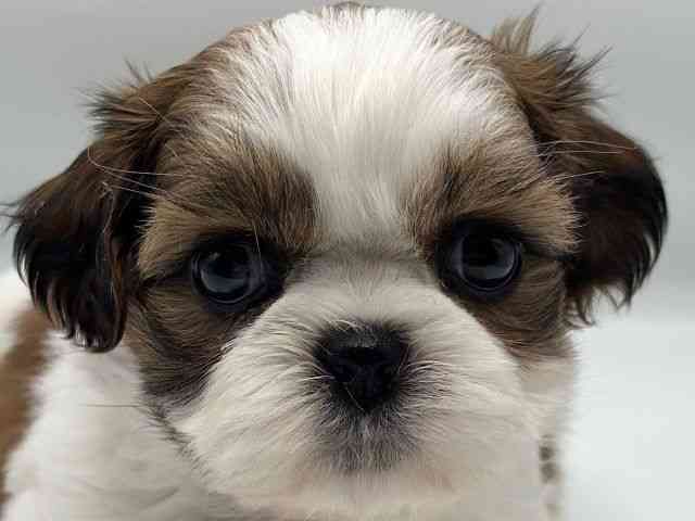 香川県のシーズー (ひごペットフレンドリーゆめタウン高松店/2025年12月26日生まれ/女の子/ホワイトゴールド)の子犬の1枚目の画像