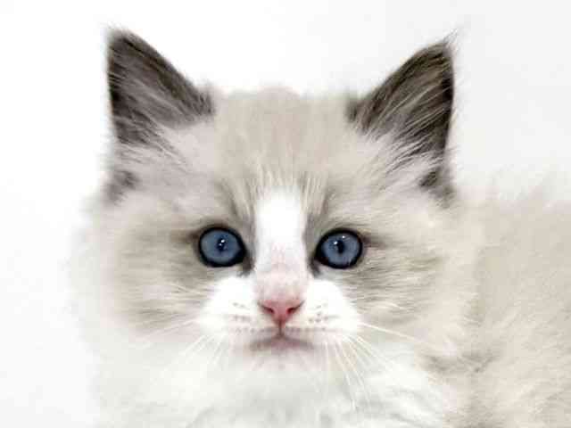 兵庫県のラグドール (ひごペットフレンドリーイトーヨーカドー明石店/2025年12月26日生まれ/女の子/ブルーポイントバイカラー)の子猫