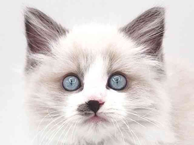 大阪府のラグドール (ひごペットフレンドリー泉ヶ丘店/2025年12月26日生まれ/男の子/ブルーポイントバイカラー)の子猫の1枚目の画像