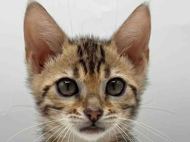 香川県のベンガル (ひごペットフレンドリーゆめタウン高松店/2025年12月25日生まれ/女の子/ブラウンスポットタビー)の子猫の1枚目の画像