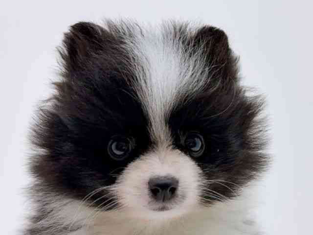 広島県のポメラニアン (ひごペットフレンドリーフジグラン神辺店/2025年12月26日生まれ/女の子/ブラックホワイト)の子犬の1枚目の画像