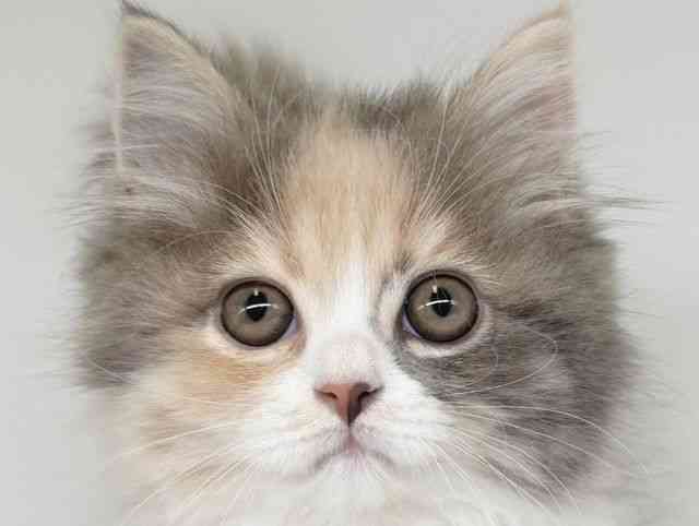 大阪府のサイベリアン (ひごペットフレンドリー瓜破店/2025年12月27日生まれ/女の子/ダイリュートキャリコ)の子猫