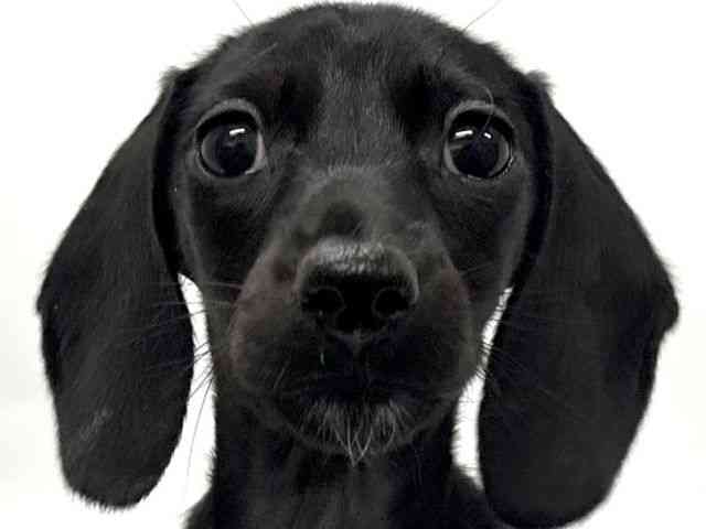 京都府のミニチュアダックスフンド(スムース) (ひごペットフレンドリー京都店/2025年12月26日生まれ/男の子/ブラック)の子犬の1枚目の画像