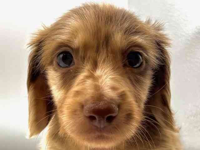 愛知県のミニチュアダックスフンド(ロング) (ひごペットフレンドリーヴィアモール アピタ江南西店/2025年12月26日生まれ/男の子/チョコレートダップル)の子犬の1枚目の画像