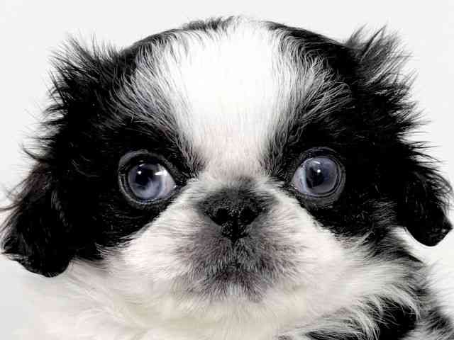 京都府のペキニーズ (ひごペットフレンドリーイズミヤショッピングセンター八幡店/2025年12月25日生まれ/男の子/パーティーカラー)の子犬の1枚目の画像