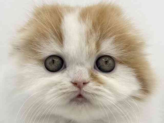 大阪府のスコティッシュフォールド (ひごペットフレンドリーららぽーとEXPOCITY店/2025年12月28日生まれ/女の子/レッドタビーホワイト)の子猫の1枚目の画像