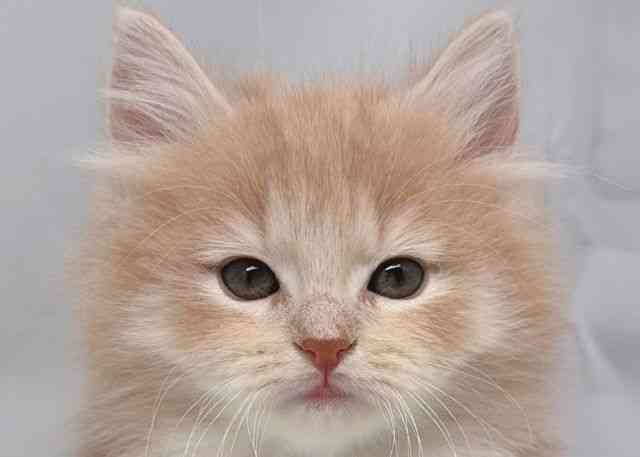 鳥取県のノルウェージャンフォレストキャット (ひごペットフレンドリーイオンモール鳥取北店/2025年12月27日生まれ/女の子/クリームタビーホワイト)の子猫の1枚目の画像