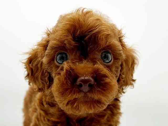 兵庫県のトイプードル(トイ) (ひごペットフレンドリーコロワ甲子園店/2025年12月26日生まれ/女の子/レッド)の子犬の1枚目の画像