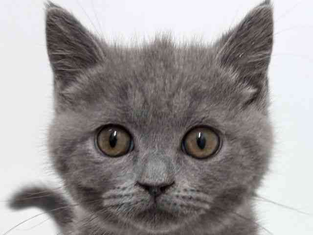 大阪府のブリティッシュショートヘアー (ひごペットフレンドリーベルファⅡ都島店/2025年12月28日生まれ/女の子/ブルー)の子猫の1枚目の画像