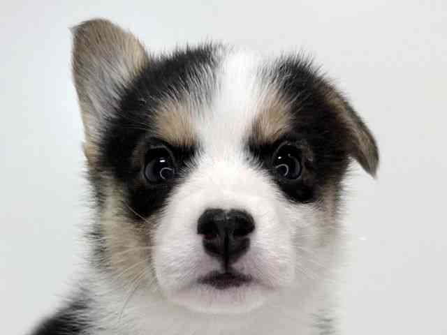 兵庫県のウェルシュコーギーペンブローク (ひごペットフレンドリーイトーヨーカドー明石店/2025年12月27日生まれ/女の子/ブラックタンホワイト)の子犬の1枚目の画像