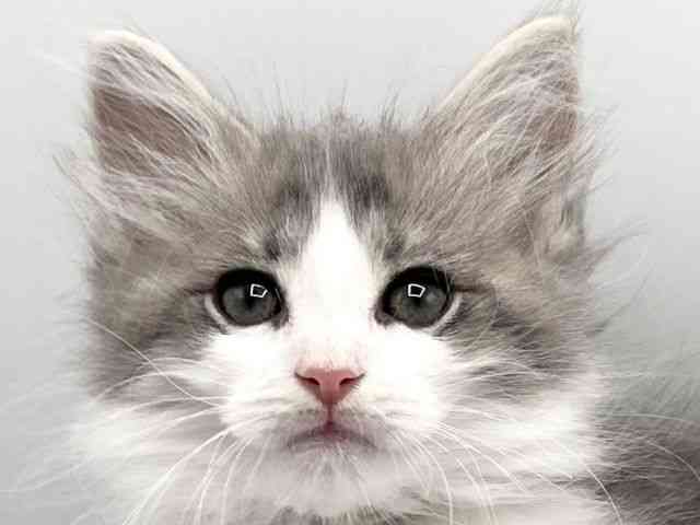 京都府のサイベリアン (ひごペットフレンドリーイオンモール高の原店/2025年12月28日生まれ/男の子/ブルータビーホワイト)の子猫の1枚目の画像