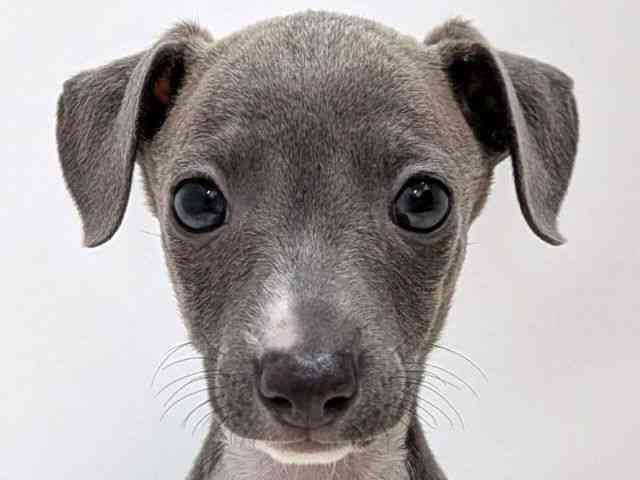 広島県のイタリアングレーハウンド (ひごペットフレンドリーゆめタウン廿日市店/2025年12月27日生まれ/女の子/ブルーホワイトマーキングス)の子犬の1枚目の画像