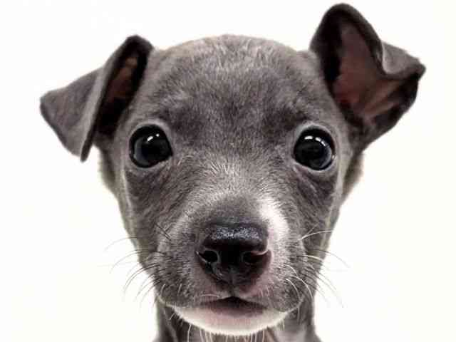 福岡県のイタリアングレーハウンド (ひごペットフレンドリーリバーウォーク北九州店/2025年12月27日生まれ/男の子/ブルーホワイトマーキングス)の子犬の1枚目の画像