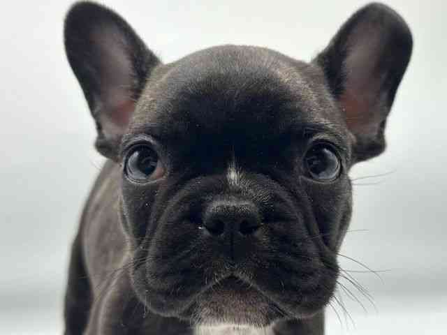 香川県のフレンチブルドッグ (ひごペットフレンドリーゆめタウン高松店/2025年12月26日生まれ/男の子/ブリンドル)の子犬の1枚目の画像