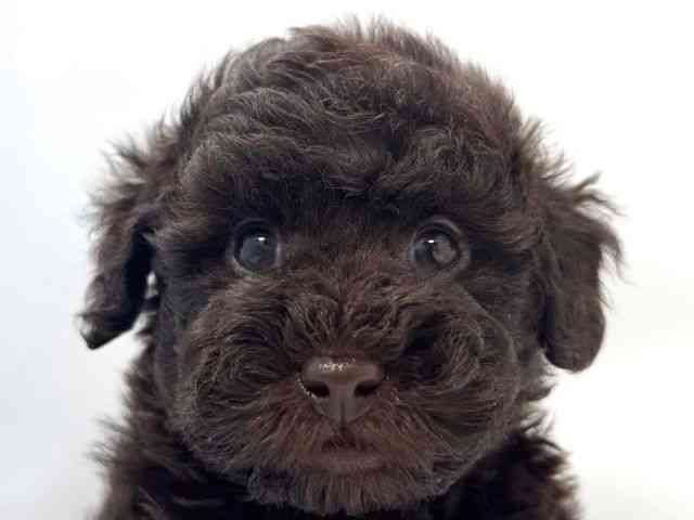 大阪府のトイプードル(トイ) (ひごペットフレンドリー堺プラットプラット店/2025年12月27日生まれ/男の子/ブラウン)の子犬の1枚目の画像