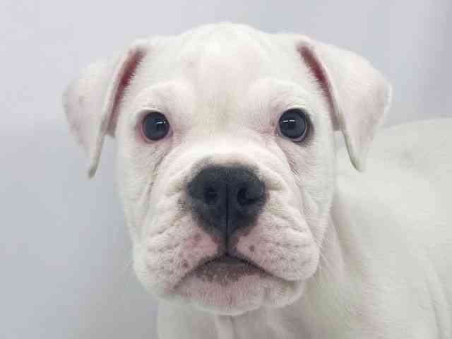 兵庫県のブルドッグ (ひごペットフレンドリーイオンタウン加古川店/2025年12月23日生まれ/女の子/ホワイト)の子犬