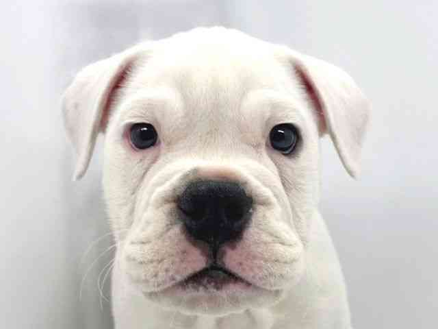 兵庫県のブルドッグ (ひごペットフレンドリーイオンタウン加古川店/2025年12月23日生まれ/女の子/ホワイト)の子犬の1枚目の画像