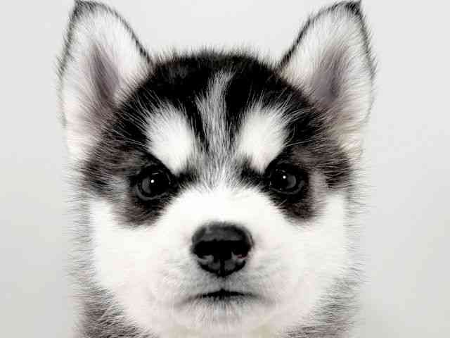 京都府のシベリアンハスキー (ひごペットフレンドリーイズミヤショッピングセンター八幡店/2025年12月25日生まれ/男の子/ブラックホワイト)の子犬の1枚目の画像