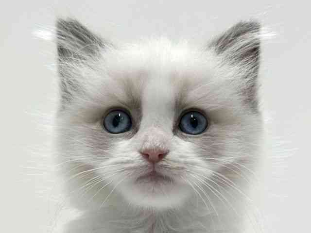 愛知県のラグドール (ひごペットフレンドリーららぽーと名古屋みなとアクルス店/2025年12月26日生まれ/女の子/ブルーポイントバイカラー)の子猫の1枚目の画像