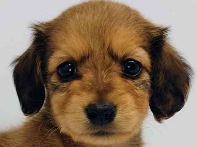 大阪府のミニチュアダックスフンド(ロング) (ひごペットフレンドリーセブンパーク天美店/2025年12月27日生まれ/女の子/レッド)の子犬の1枚目の画像