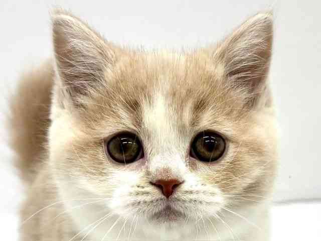 大阪府のスコティッシュフォールド (ひごペットフレンドリーイオンタウン茨木太田店/2025年12月27日生まれ/女の子/クリームホワイト)の子猫