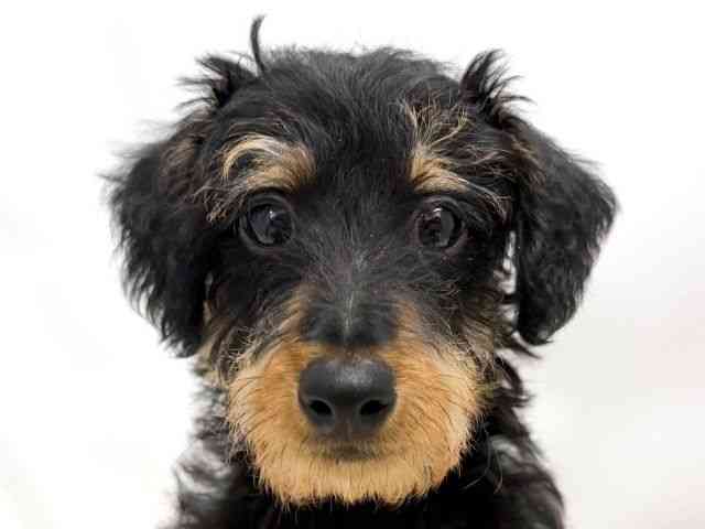 広島県のハーフ犬・ミックス犬 (ひごペットフレンドリーゆめタウン廿日市店/2025年12月27日生まれ/男の子/ブラックタン)の子犬