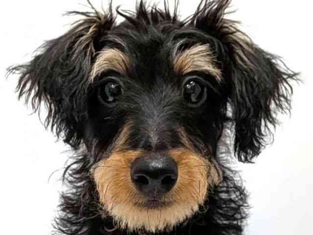 広島県のハーフ犬・ミックス犬 (ひごペットフレンドリーゆめタウン廿日市店/2025年12月27日生まれ/男の子/ブラックタン)の子犬の1枚目の画像