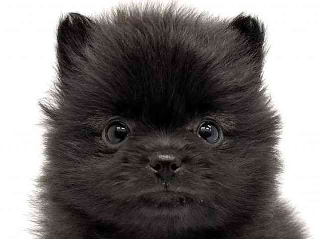 大阪府のポメラニアン (ひごペットフレンドリーイオンタウン茨木太田店/2025年12月27日生まれ/女の子/ブラック)の子犬